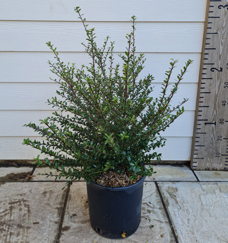 Ilex crenata Glory Gem. Japanese Holly Glory Gem For Sale