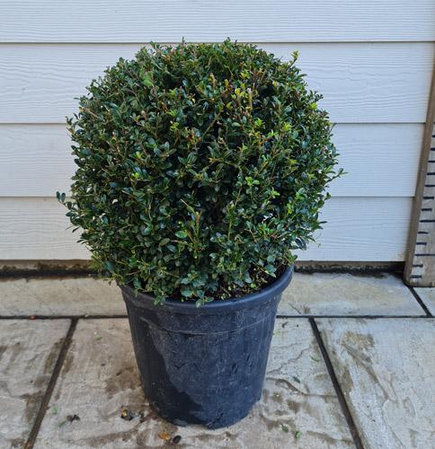 Ilex Crenata Kinme Japanese Holly Topiary Globes Buy Online