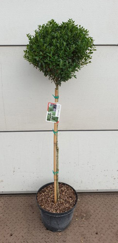 Topiary Ilex Crenata Lollipops For Sale Online Japanese Holly