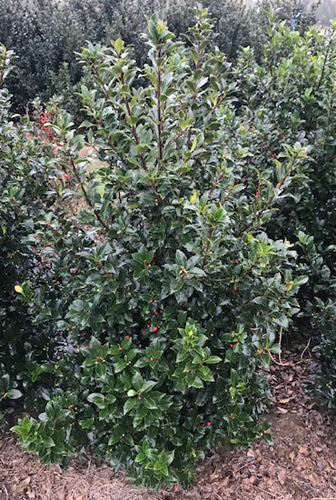 Ilex Meserveae Blue Maid Hedging plants for sale online UK.