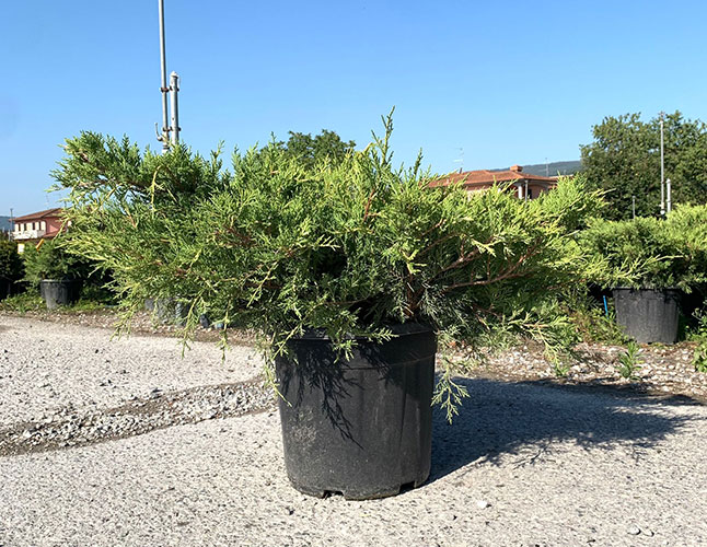 Juniperus Media Old Gold Juniper Low-Growing Conifer