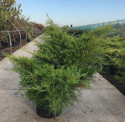 Juniperus Pfitzeriana Old Gold. Juniper Old Gold Groundcover