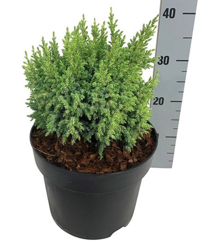 Juniperus Pingii Hulsdonk Yellow. Conifers To Buy Online UK