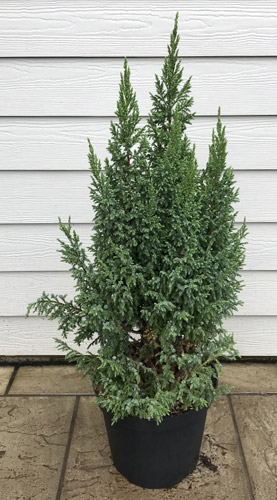 Juniperus Pingii Hulsdonk Yellow. Conifers To Buy Online Uk