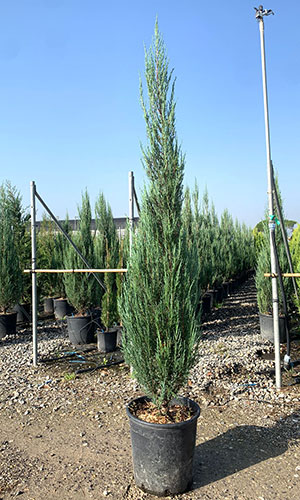 Juniperus Skyrocket. Rocky Mountain Juniper Skyrocket Online