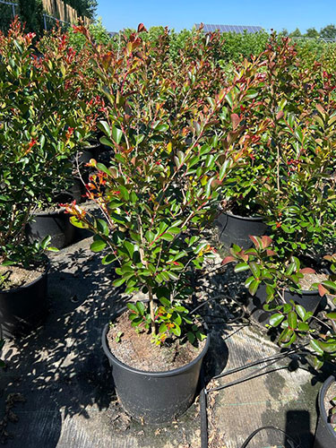 Lagerstroemia Indica Nivea Crape Myrtle White Flowering