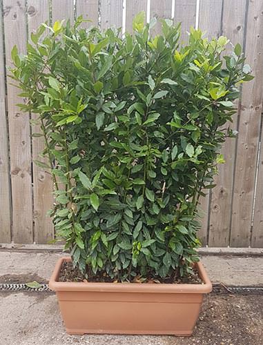 Buy Bay Trees Online. Laurus Nobilis Bay Leaf Shrub UK