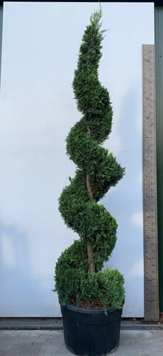 Castlewellan Gold Spiral Topiary. Leylandii Gold Spirals