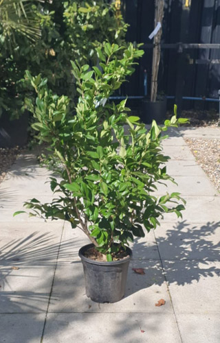 Ligustrum Japonicum Texanum Japanese Privet Hedging Shrubs