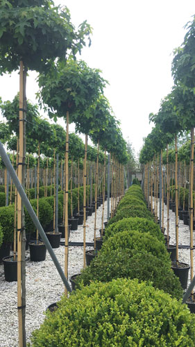 Liquidambar Styraciflua Gum Ball. Sweet Gum Gum Ball Tree