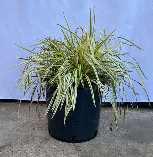 Liriope Muscari Variegato Variegated Lily Turf Perennial