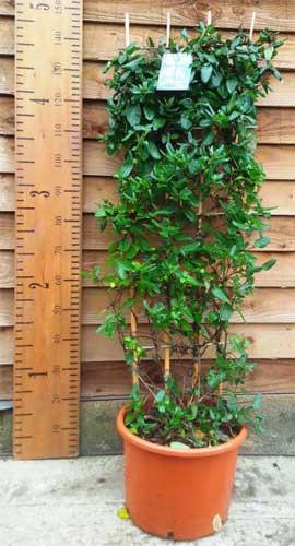 Honeysuckle Climber Lonicera Halliana For Sale Online Buy UK