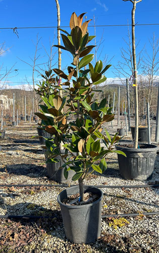 Magnolia Grandiflora. Bull Bay Tree Large Evergreen Trees UK