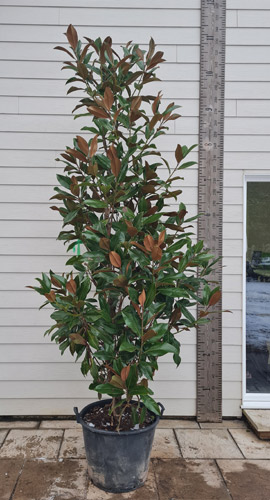 Magnolia Grandiflora. Bull Bay Tree Large Evergreen Trees UK