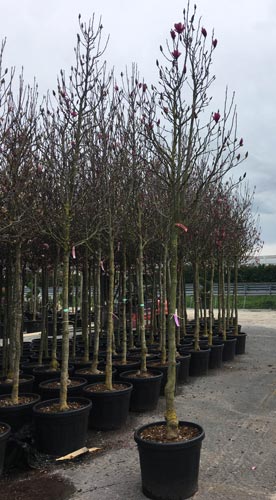 Magnolia Soulangeana. Chinese Saucer Magnolia Buy Online Uk