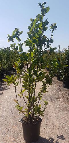 Magnolia X Soulangeana Lennei. Saucer Magnolia buy online UK