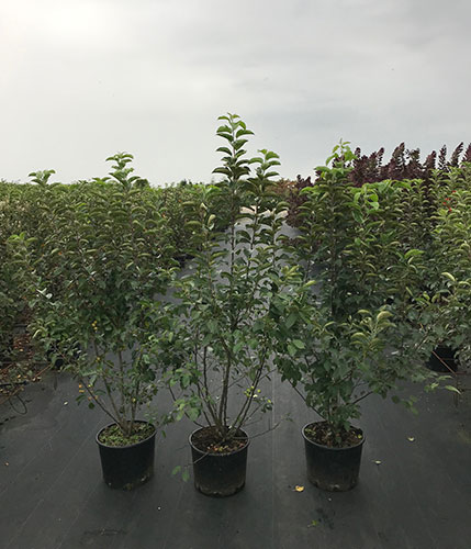 Malus Evereste Crab Apple trees for sale online UK