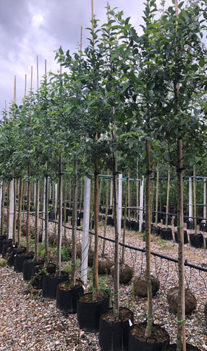 Malus Red Sentinel Ornamental Crab Apple Tree