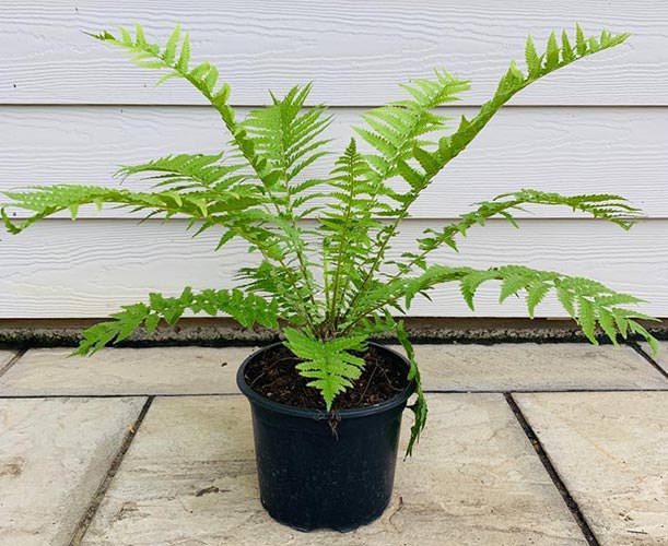 Shuttlecock Fern. Ostrich Fern. Matteuccia Struthiopteris UK