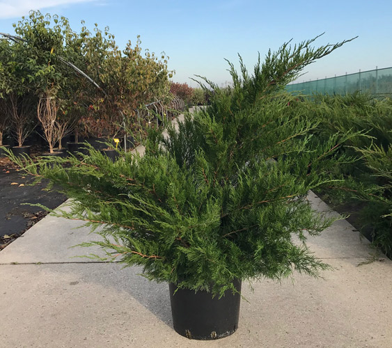 Mint Julep Juniper Shrubs, Juniperus Pfitzeriana UK