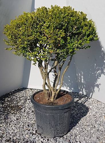 Multi Stem Boxwood. Buxus Sempervirens Multi Stem Topiary