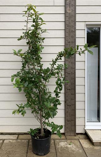 Nyssa Sylvatica Tupelo Black Gum Tree for Sale Online UK