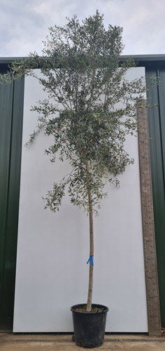 Olive Trees. Old Olive Trees Online Olea Europea for sale UK