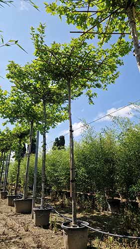 Parasol Trees for Sale. Roof Form Trees. Roof Shape Trees