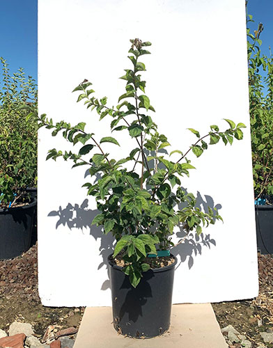 Philadelphus Mont Blanc Mock Orange - Summer Flowering Shrub