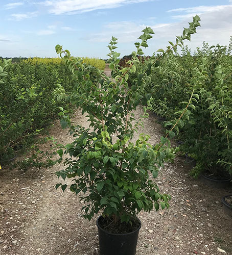 Philadelphus Virginal Fragrant Mock Orange Shub Buy UK