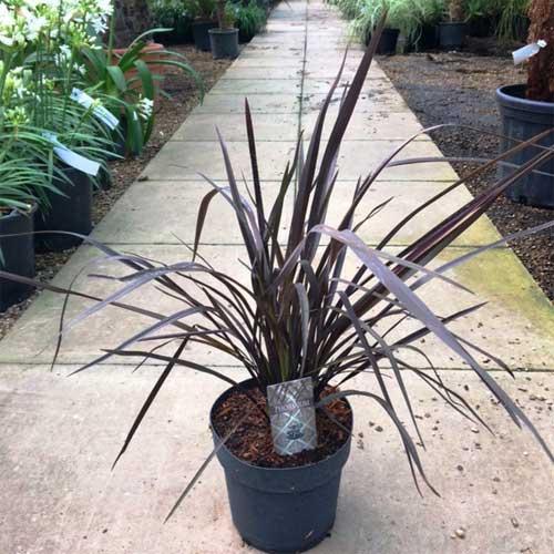 Phormium Tenax Purpurea Purple Phomium. Grass Specialists Uk