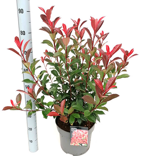 Photinia Fraseri Carré Rouge Evergreen Shrubs for Hedging