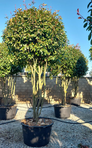 Photinia Fraseri Red Robin Crown Lifted Bonsai Tree Buy UK