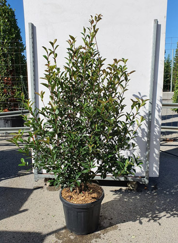 Photinia Red Robin Compacta Photinia Red Robin Compact