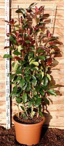 Photinia Red Robin On Frames For Screening Instant Privacy