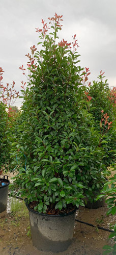 Photinia Red Robin Half Standard Tree for sale UK & Ireland