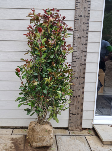 Photinia Root Ball Plants.Photinia Red Robin Hedging Plants