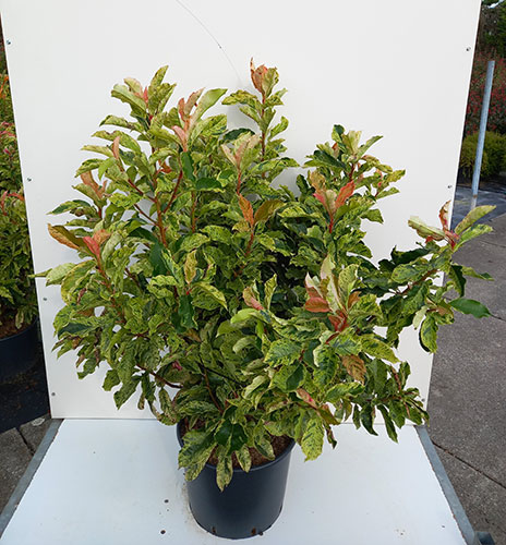 Photinia serratifolia Pink Crispy. Photinia Pink Crispy