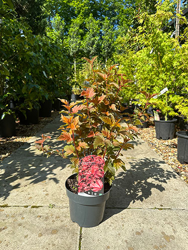 Physocarpus Opulifolius Little Angel Ninebark Buy Online