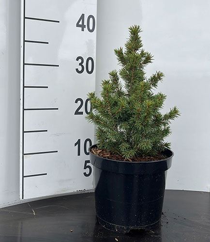 Picea Abies Daisy’s White Norway Spruce Dwarf Conifer Shrub