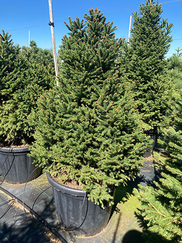 Picea Abies Ohlendorffii. Ohlendorff’s Norway Spruce Conifer