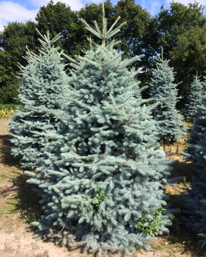 Picea Pungens Blue Diamond. Blue Spruce Blue Diamond Tree