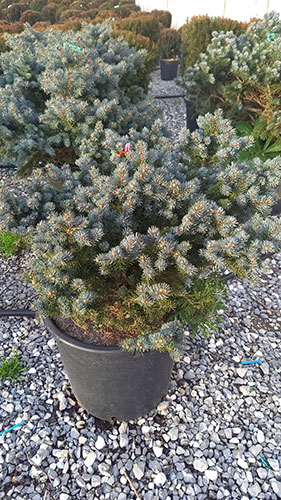 Picea Pungens Globosa Conifer Trees. Conifers For Sale. Uk