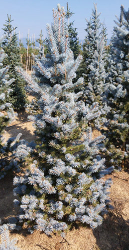 Picea Koster Picea Pungens Kosteriana Colorado Blue Spruce Koster