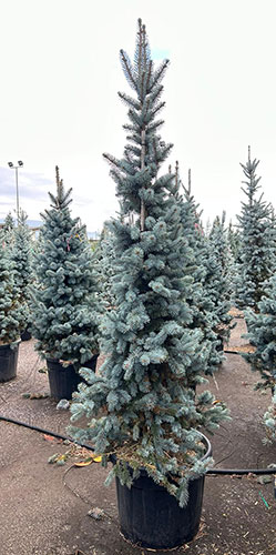 Picea Pungens Oldenburg Colorado Spruce or Blue Spruce