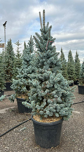 Picea Pungens Oldenburg Colorado Spruce or Blue Spruce