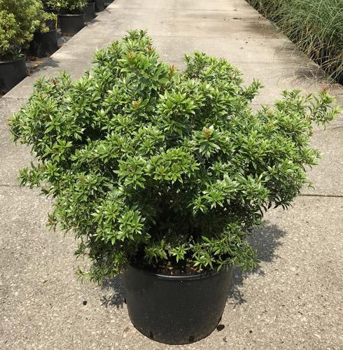 Pieris Japonica Little Heath. Variegated Pieris Shrub Buy UK