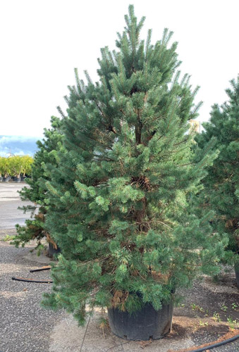 Pinus Sylvestris Topiary Tree. Scots Pine Topiary. Topiary Pines