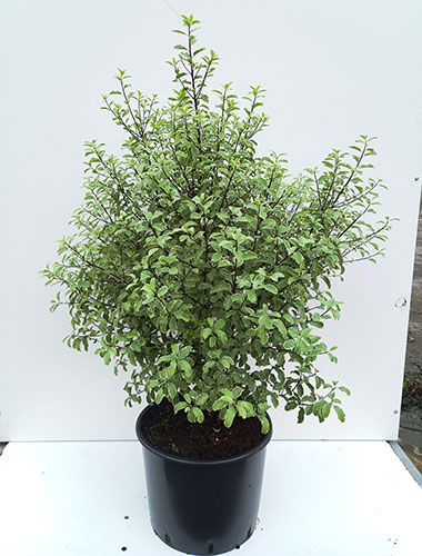 Pittosporum Tenuifolium Silver Queen for Sale Online UK