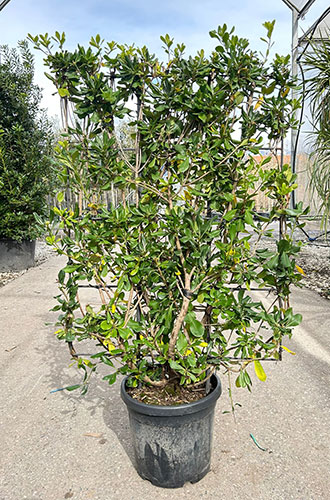 Pittosporum Tobira Japanese Mock Orange For Sale Online Uk